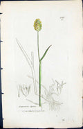 Antique Old Print Alopecurus Alpinus Smith Sowerby 1847 British Plants Botany