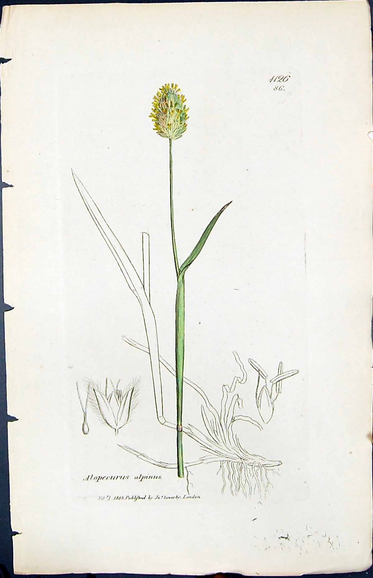 Antique Old Print Alopecurus Alpinus Smith Sowerby 1847 British Plants Botany