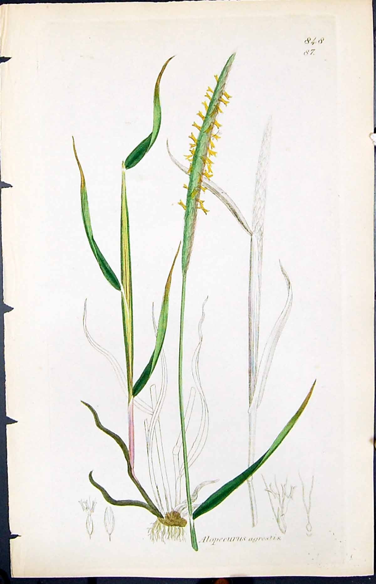 Antique Print Alopecurus Agrestis Smith Sowerby 1847 British Plants Botany 19th