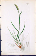 Antique Print Alopecurus Bulbosus Smith Sowerby 1847 British Plants Botany 19th