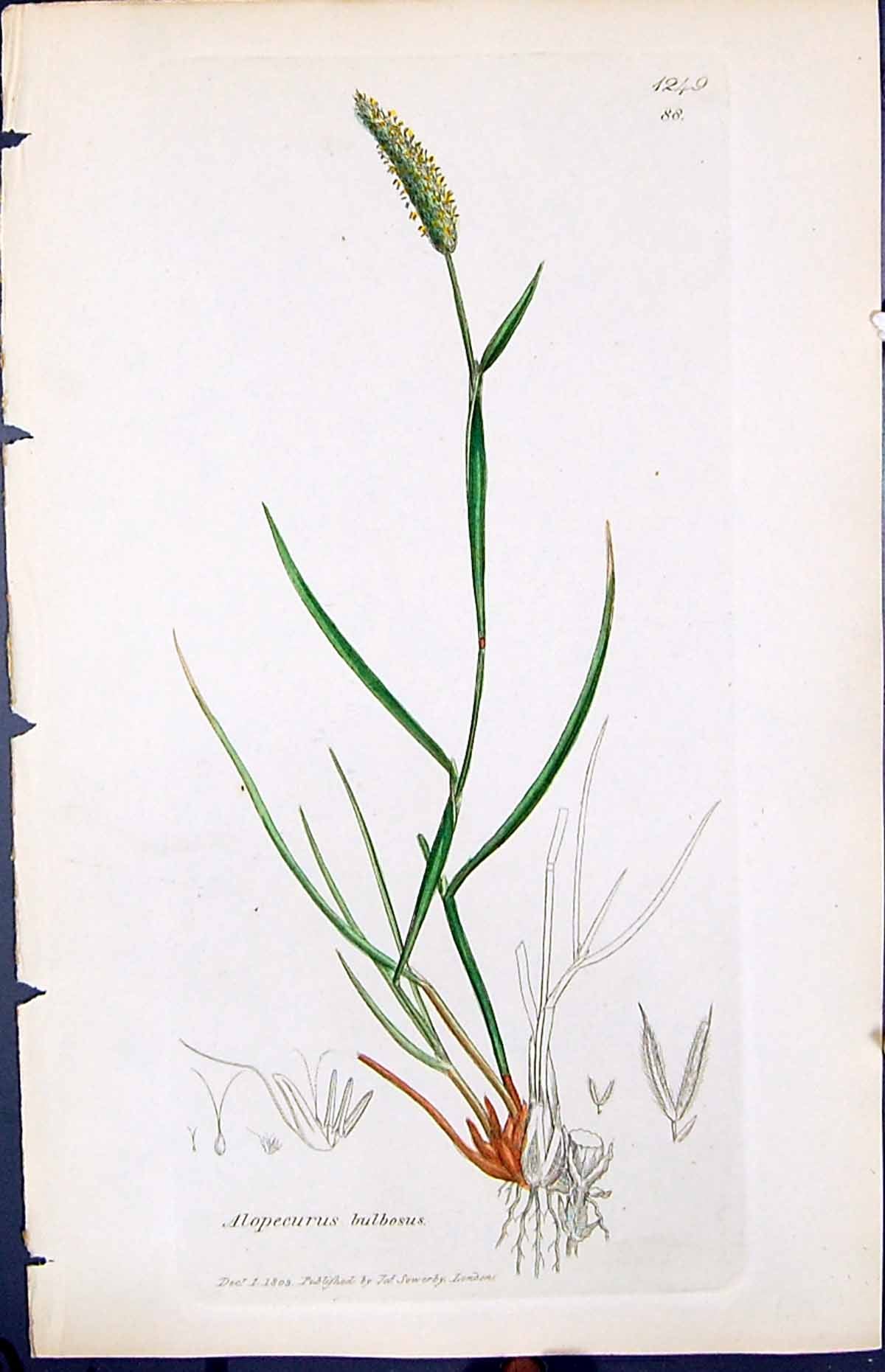 Antique Print Alopecurus Bulbosus Smith Sowerby 1847 British Plants Botany 19th