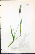 Old Alopecurus Geniculatus Smith Sowerby 1847 British Plants BotanyVictorian