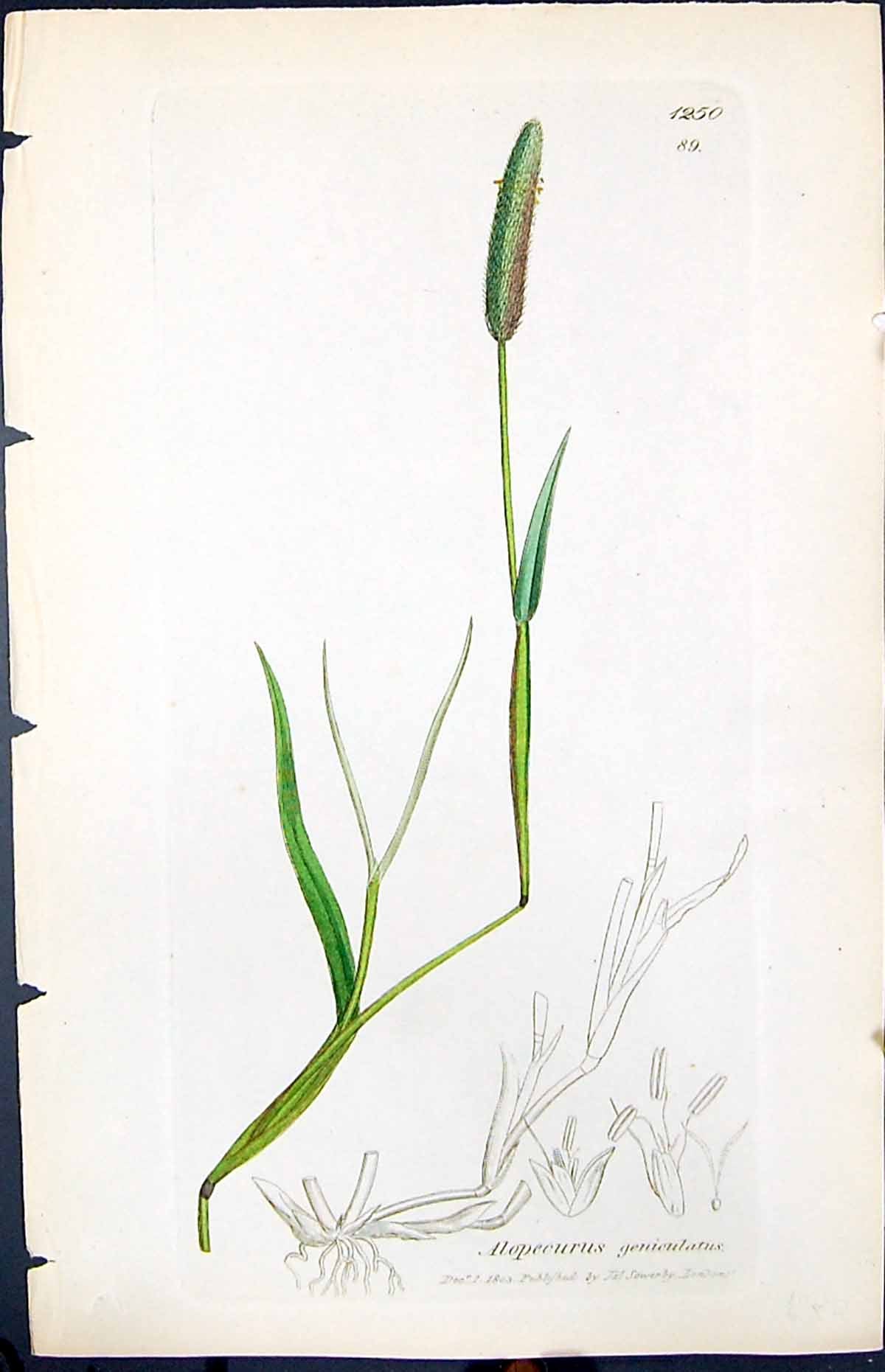 Old Alopecurus Geniculatus Smith Sowerby 1847 British Plants BotanyVictorian