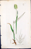 Old Print Lagurus Ovatus Colour Smith Sowerby 1847 British Plants Botany 19th