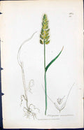 Old Polypogon Monspeliensis Smith Sowerby 1847 British Plants Botany Victorian