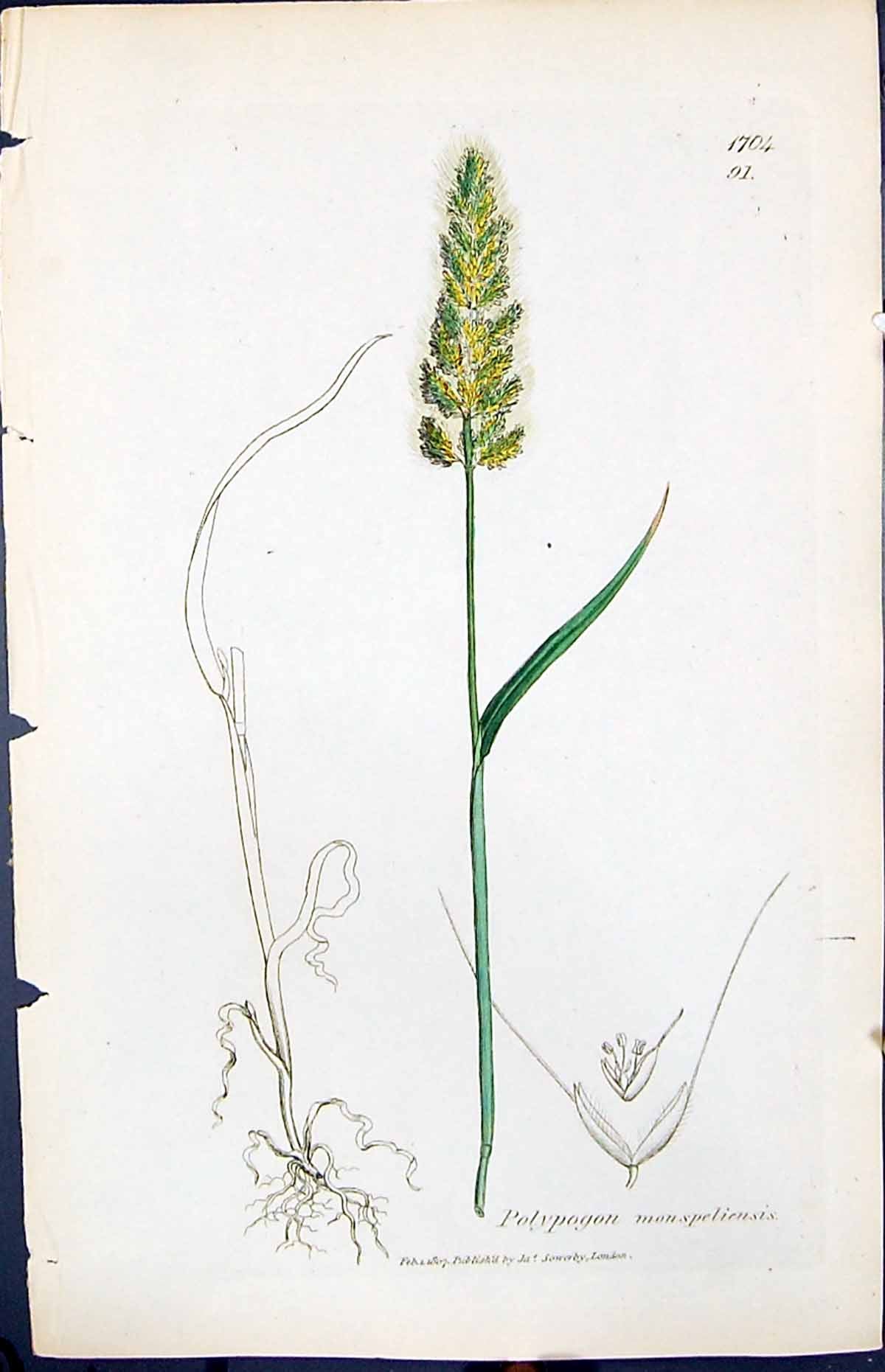 Old Polypogon Monspeliensis Smith Sowerby 1847 British Plants Botany Victorian