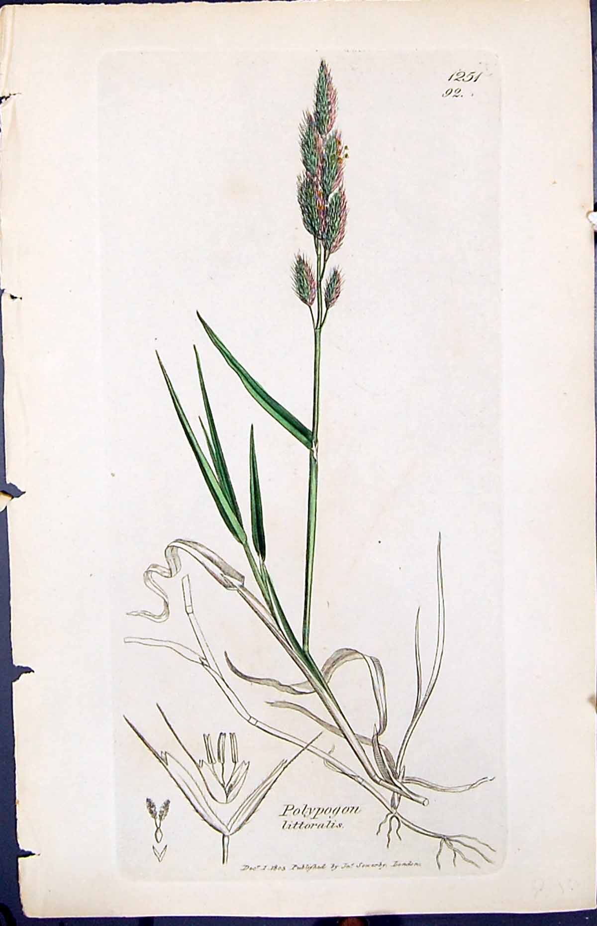 Antique Print Polypogon Littoralis Smith Sowerby 1847 British Plants Botany