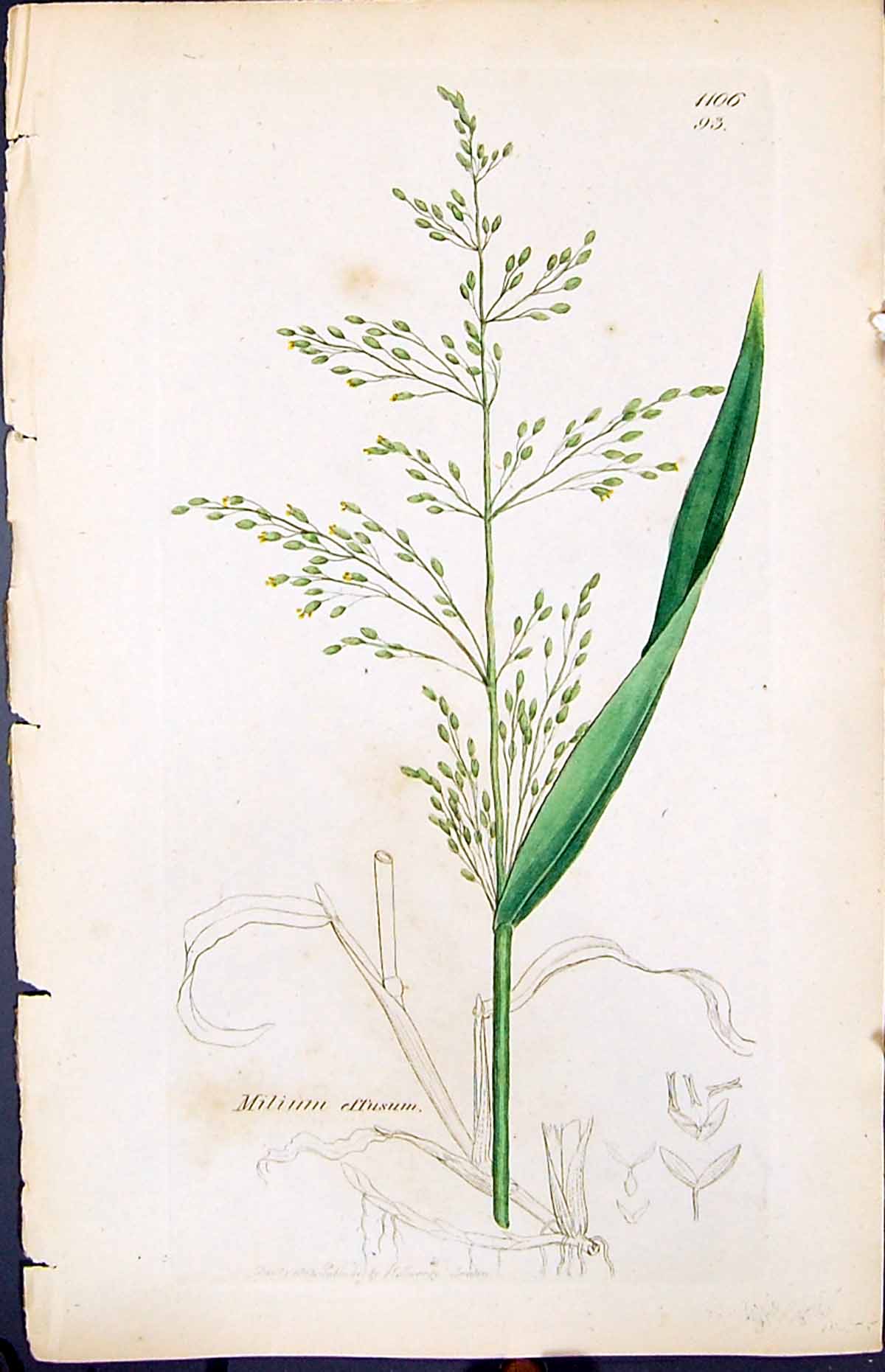 Old Print Milium Effusum Colour Smith Sowerby 1847 British Plants Botany 19th