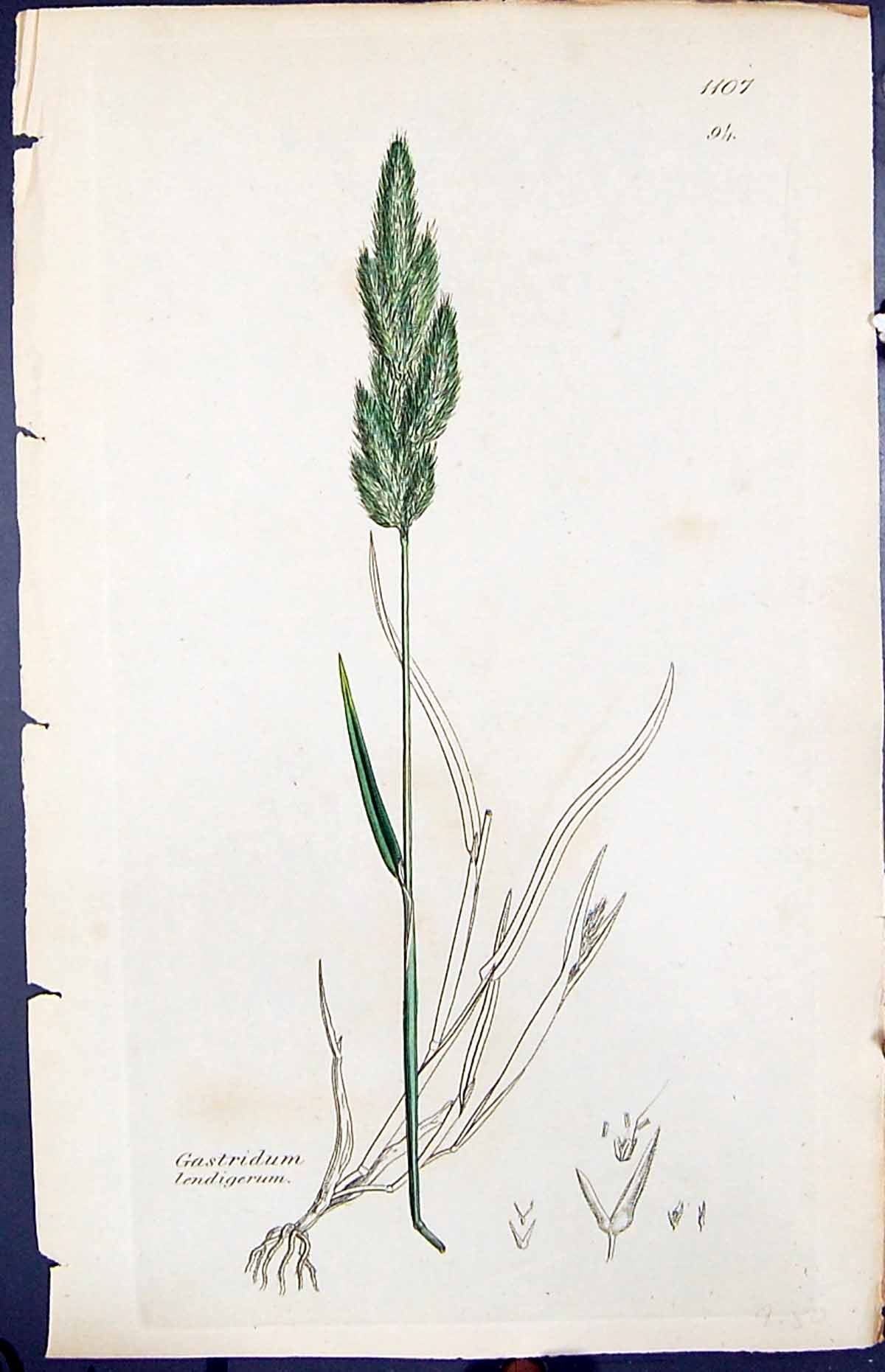 Antique Print Gastridum Lendigerum Smith Sowerby 1847 British Plants Botany