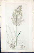 Antique Print Agrostis Spiea-Venti Smith Sowerby 1847 British Plants Botany