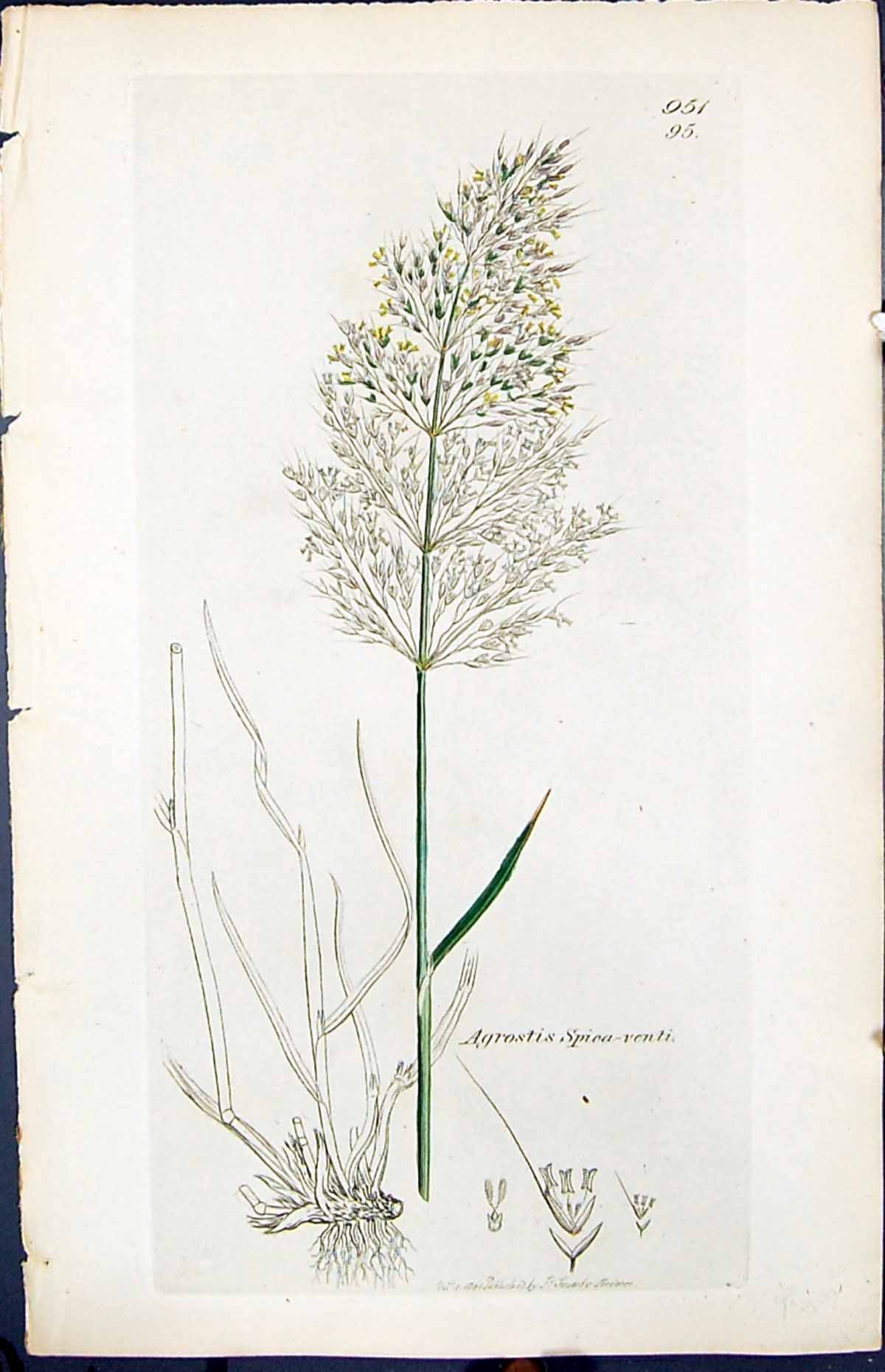 Antique Print Agrostis Spiea-Venti Smith Sowerby 1847 British Plants Botany