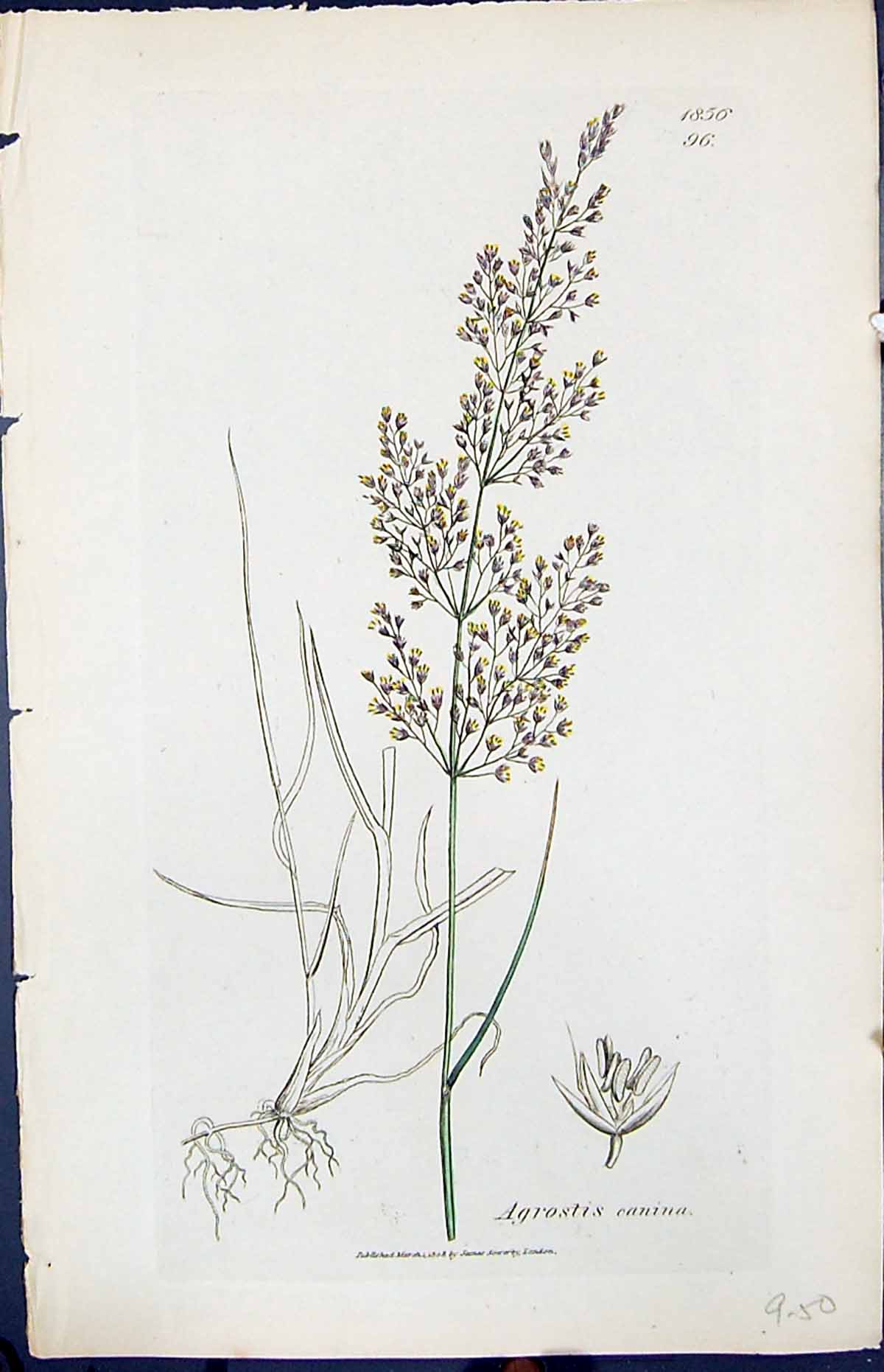 Old Print Agrostis Canina Colour Smith Sowerby 1847 British Plants Botany 19th