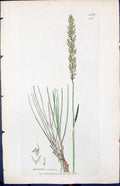 Antique Old Print Agrostis Setacea Smith Sowerby 1847 British Plants Botany