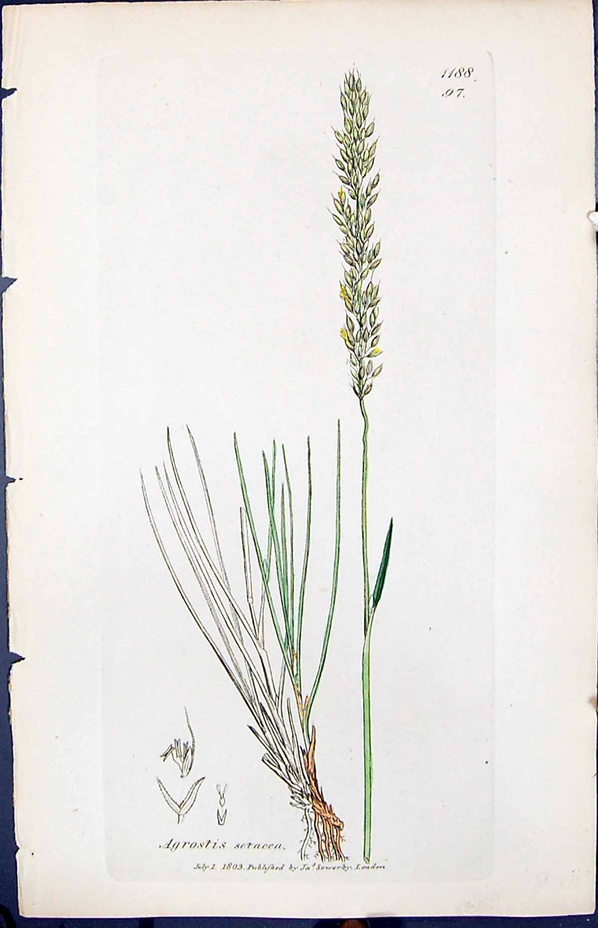 Antique Old Print Agrostis Setacea Smith Sowerby 1847 British Plants Botany