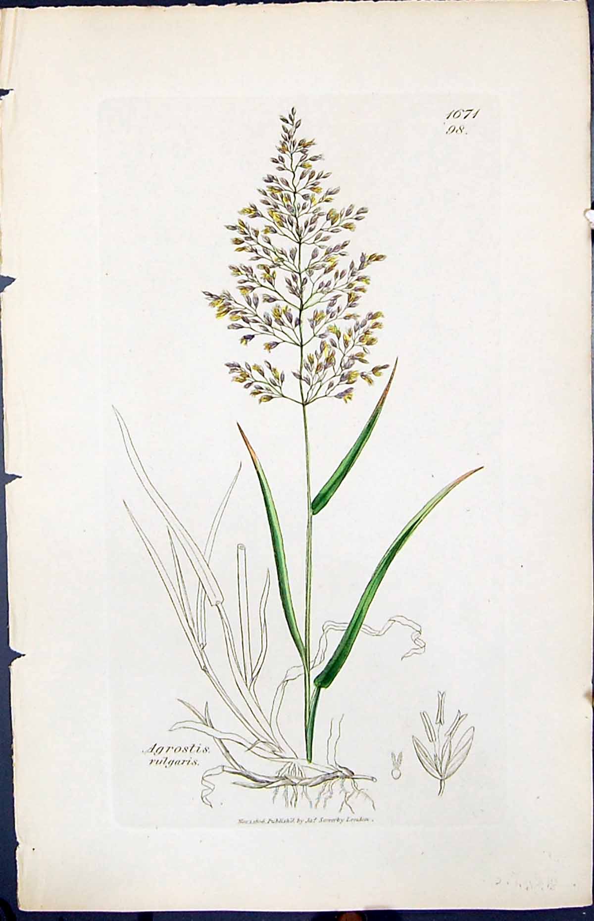 Antique Old Print Agrostis Vulgaris Smith Sowerby 1847 British Plants Botany
