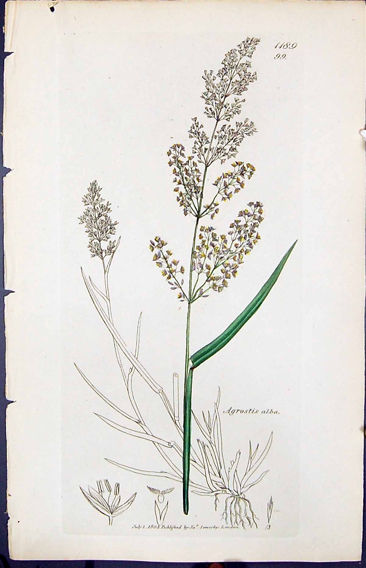 Old Print Agrostis Alba Colour Smith Sowerby 1847 British Plants Botany 19th
