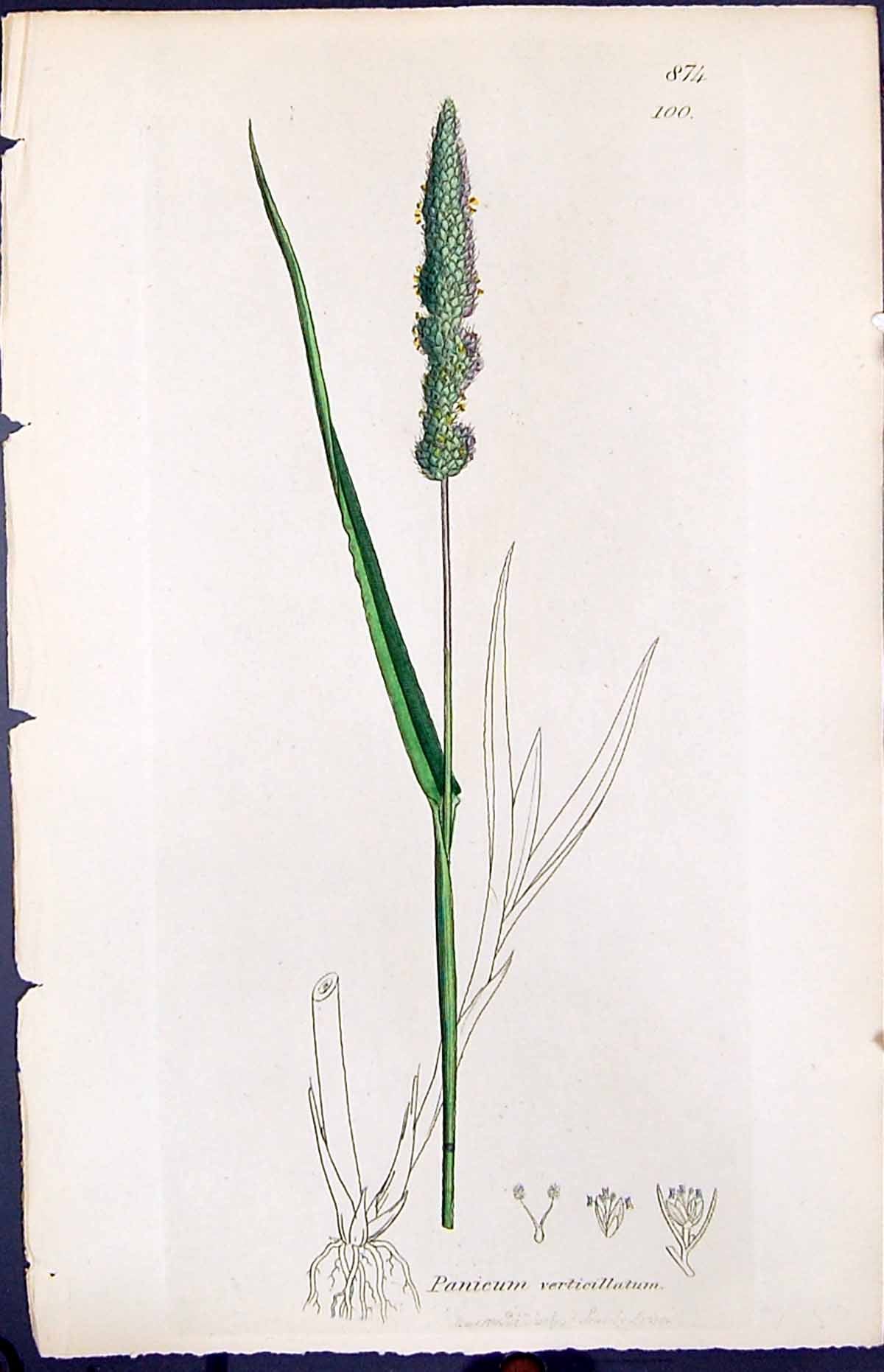 Old Print Panicum Verticillatum Smith Sowerby 1847 British Plants Botany 19th