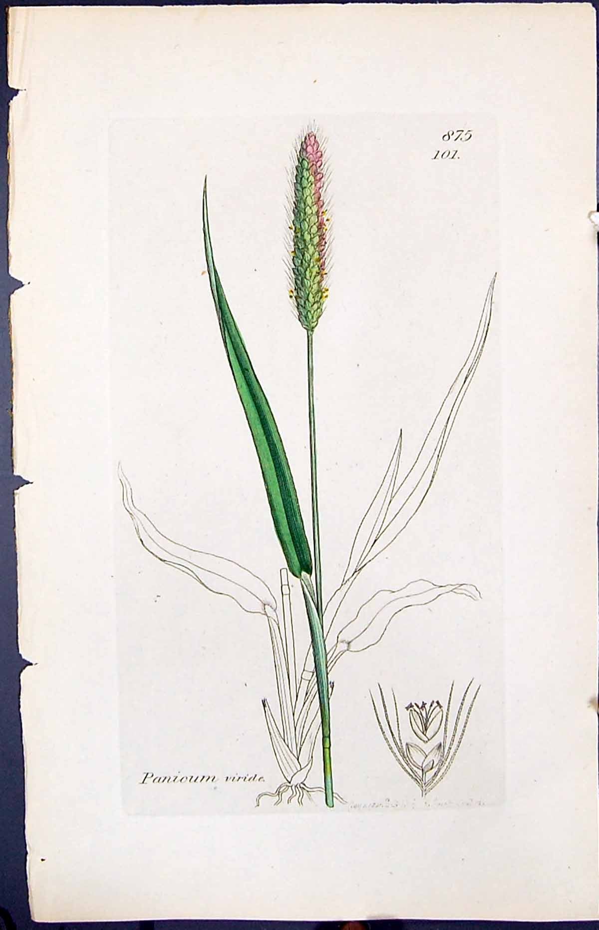 Old Print Panicum Viride Colour Smith Sowerby 1847 British Plants Botany 19th