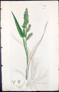 Antique Print Paniecum Crus-Galli Smith Sowerby 1847 British Plants Botany 19th