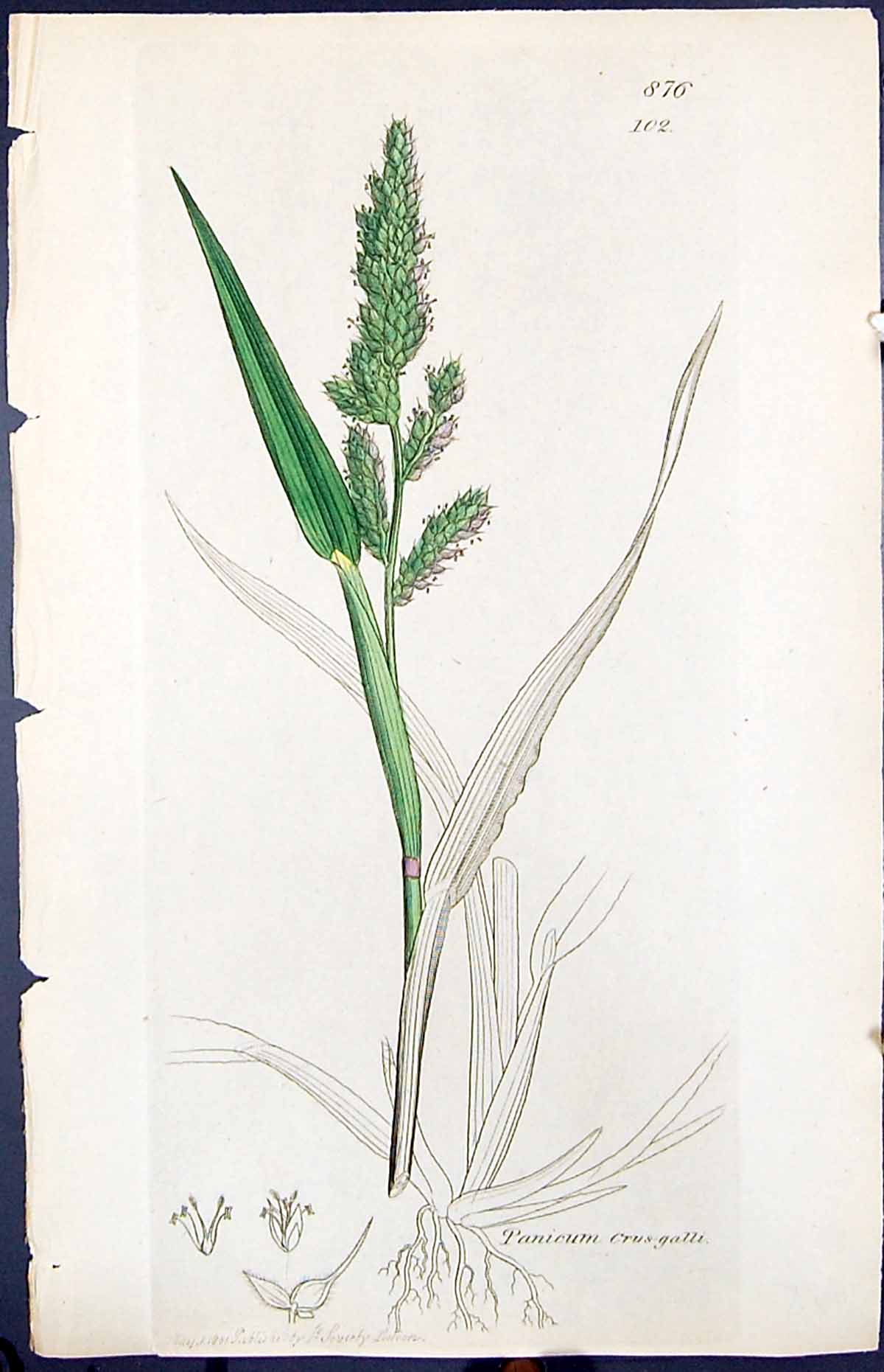 Antique Print Paniecum Crus-Galli Smith Sowerby 1847 British Plants Botany 19th