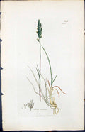 Antique Print Aira Cristata Colour Smith Sowerby 1847 British Plants Botany