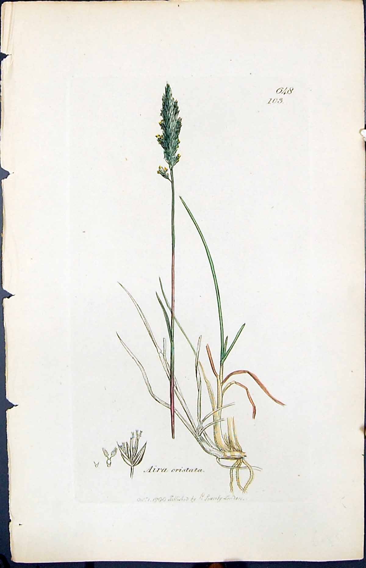 Antique Print Aira Cristata Colour Smith Sowerby 1847 British Plants Botany