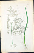 Old Print Aira Carspitosa Colour Smith Sowerby 1847 British Plants Botany 19th