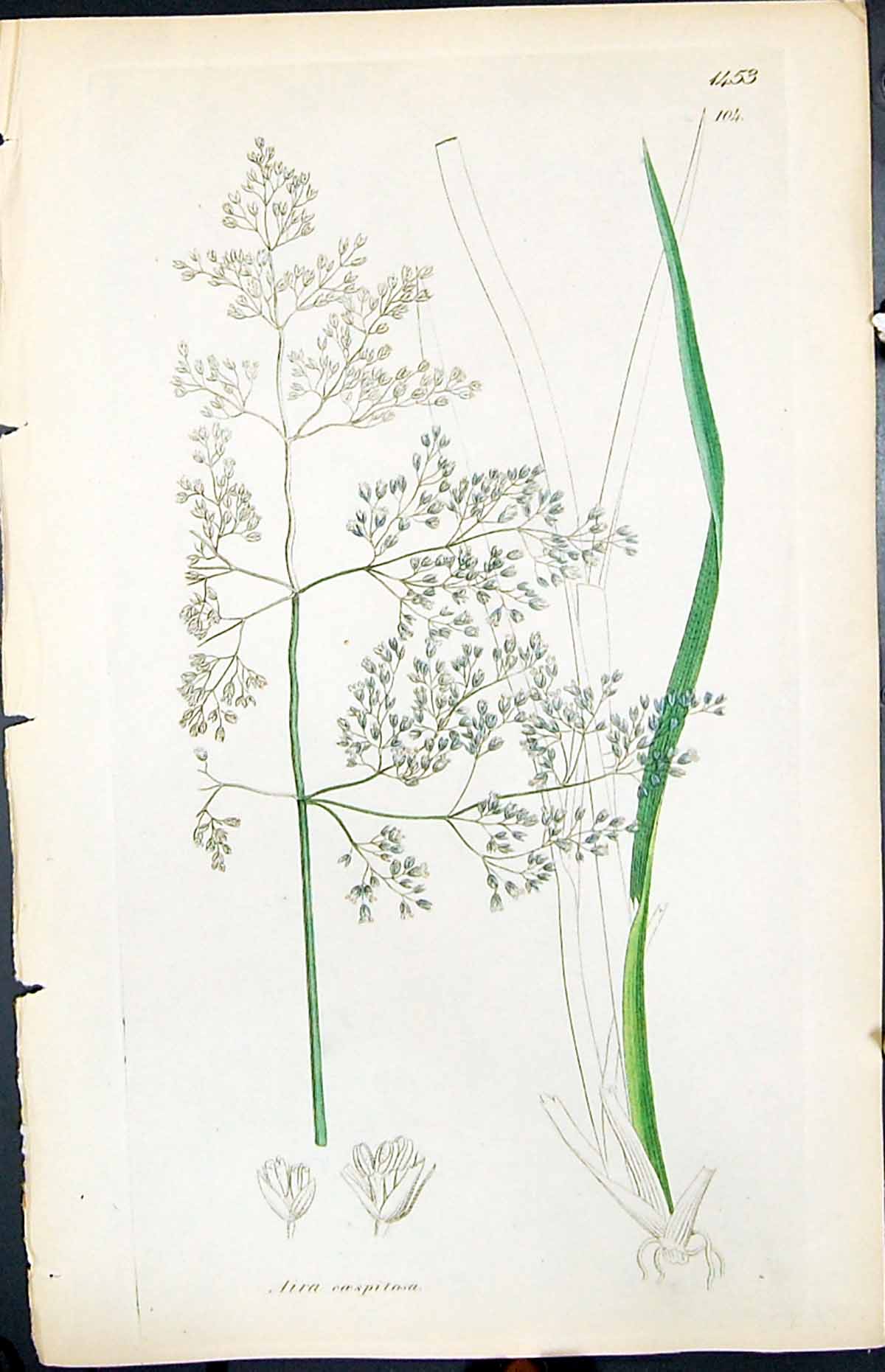Old Print Aira Carspitosa Colour Smith Sowerby 1847 British Plants Botany 19th