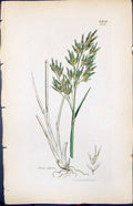 Antique Old Print Aira Alpina Smith Sowerby 1847 British Plants Botany Colour