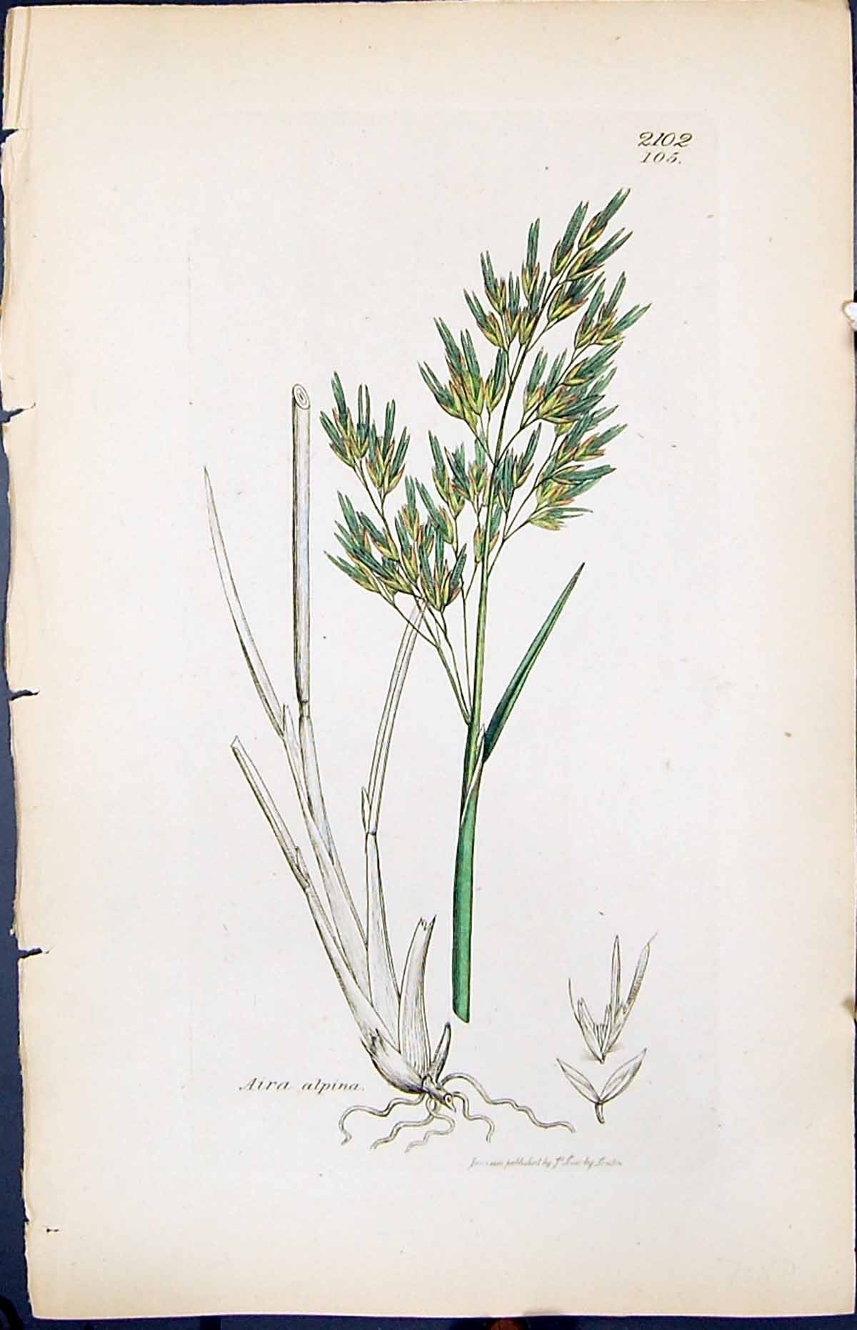 Antique Old Print Aira Alpina Smith Sowerby 1847 British Plants Botany Colour