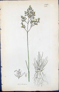 Antique Print Aira Flexuosa Colour Smith Sowerby 1847 British Plants Botany