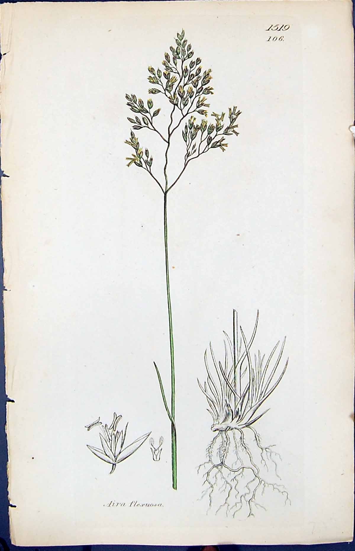 Antique Print Aira Flexuosa Colour Smith Sowerby 1847 British Plants Botany