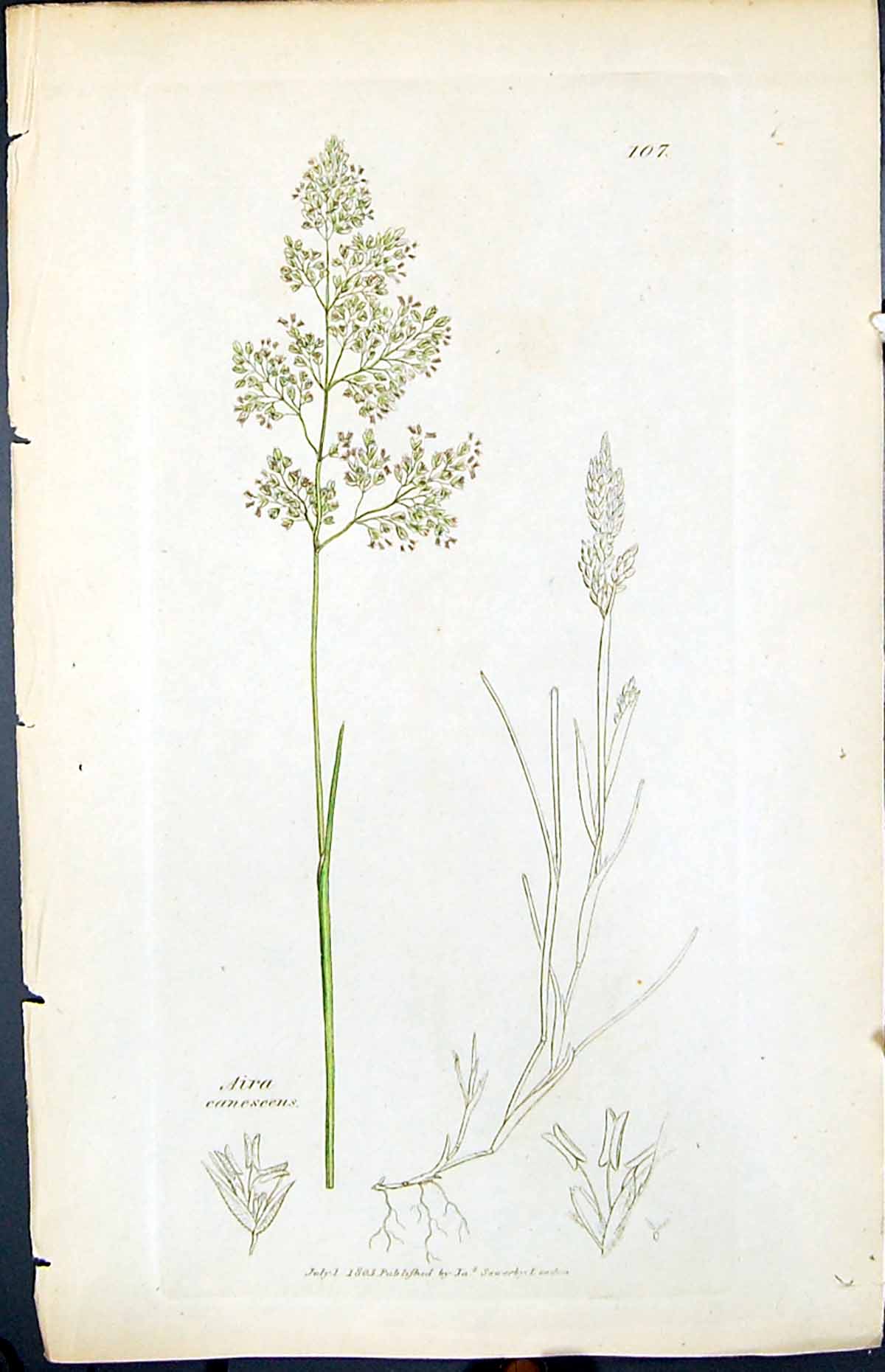 Old Print Aira Canescens Smith Sowerby 1847 British Plants Botany Colour 19th