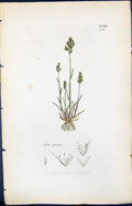 Antique Old Print Aira Proeox Colour Smith Sowerby 1847 British Plants Botany