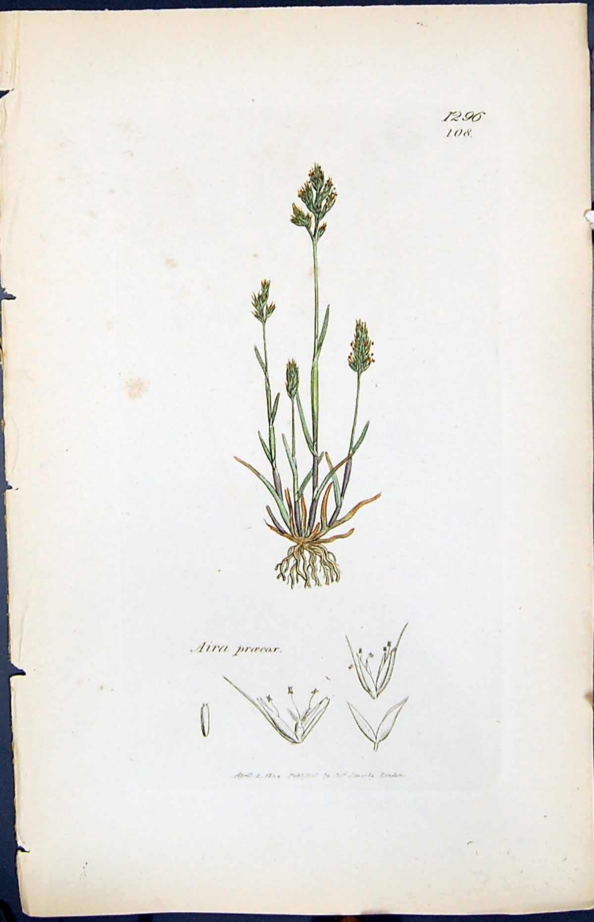 Antique Old Print Aira Proeox Colour Smith Sowerby 1847 British Plants Botany