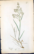 Antique Old Print Aira Earyophyllea Smith Sowerby 1847 British Plants Botany