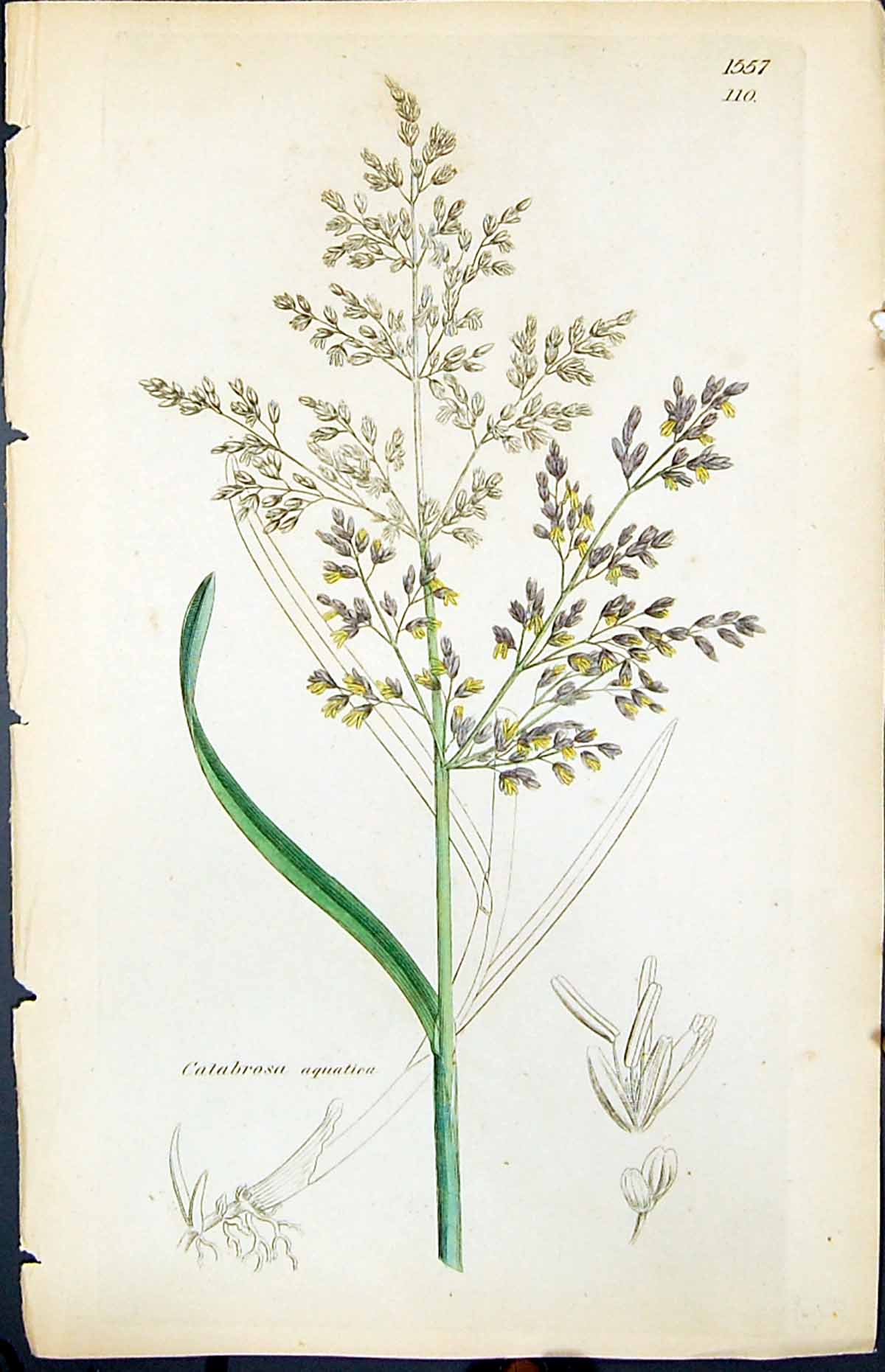 Antique Old Print Catabrasa Aquatica Smith Sowerby 1847 British Plants Botany