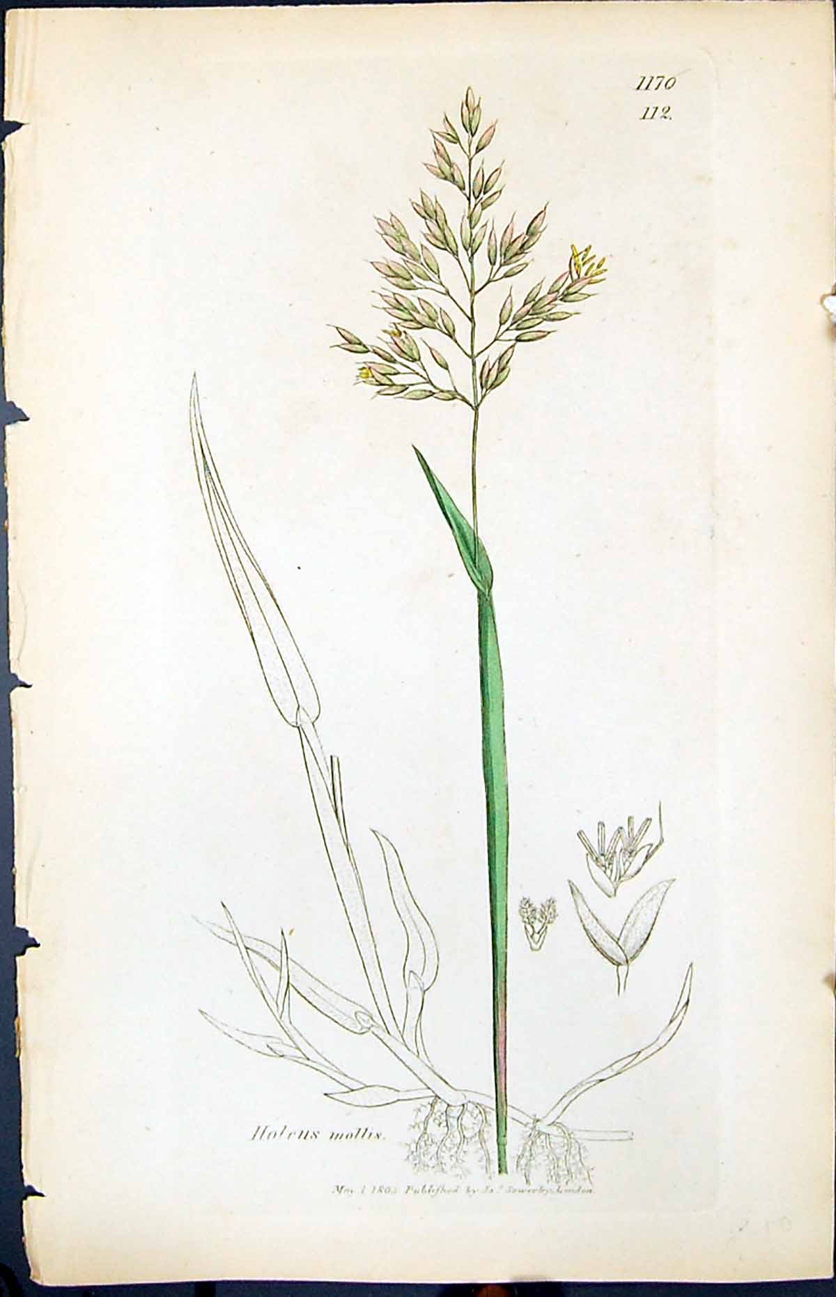 Antique Print Haleus Mallis Colour Smith Sowerby 1847 British Plants Botany