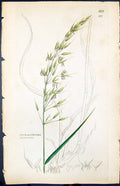 Old Arrhenatherum Avenaceum Smith Sowerby 1847 British Plants BotanyVictorian