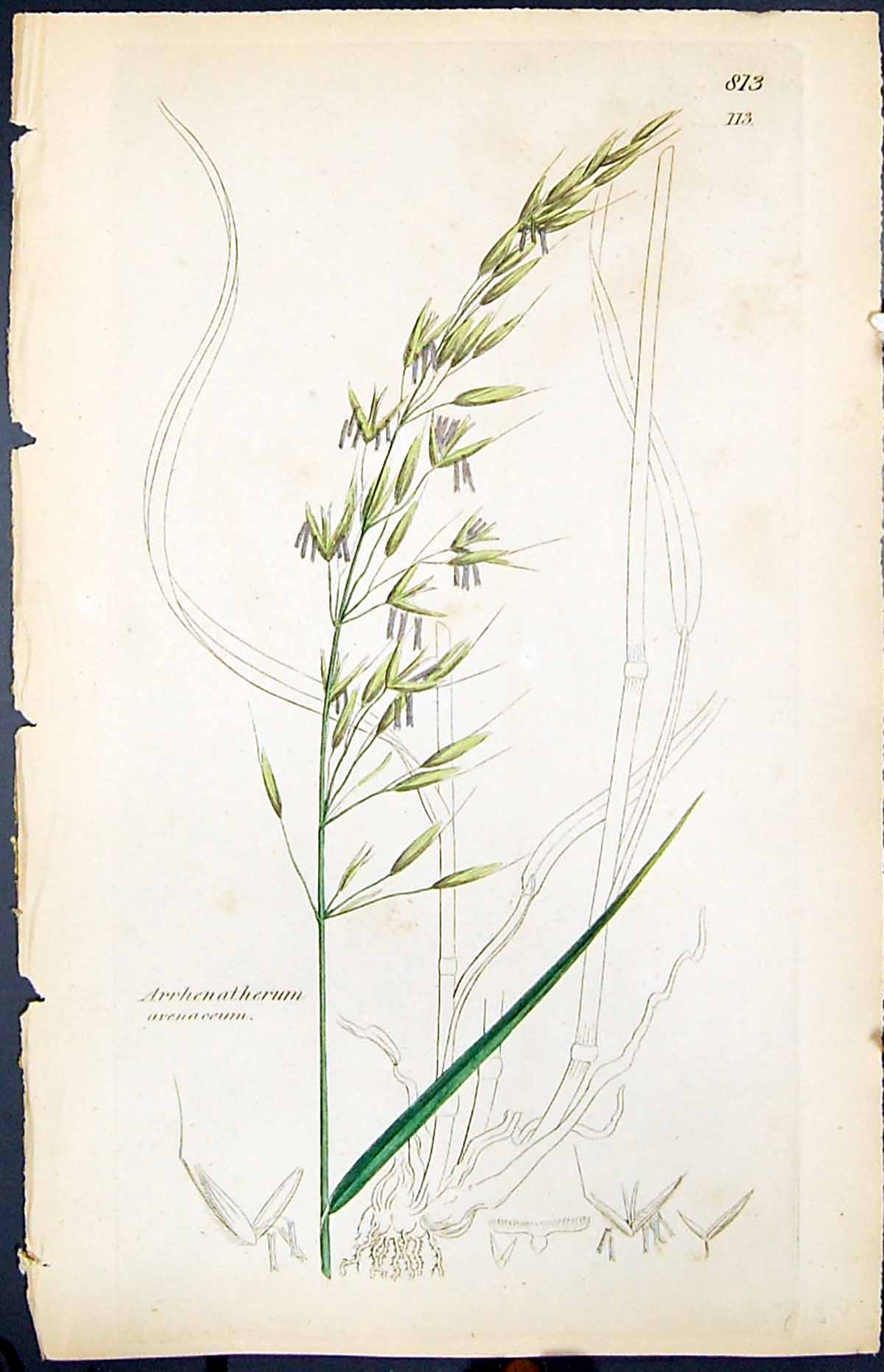 Old Arrhenatherum Avenaceum Smith Sowerby 1847 British Plants BotanyVictorian