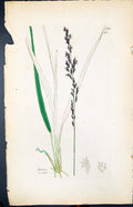 Old Print Melica Coerulea Colour Smith Sowerby 1847 British Plants Botany 19th