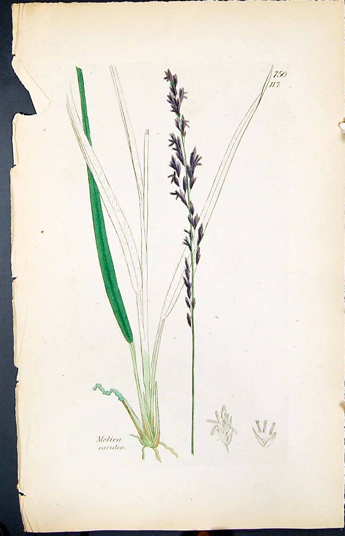 Old Print Melica Coerulea Colour Smith Sowerby 1847 British Plants Botany 19th