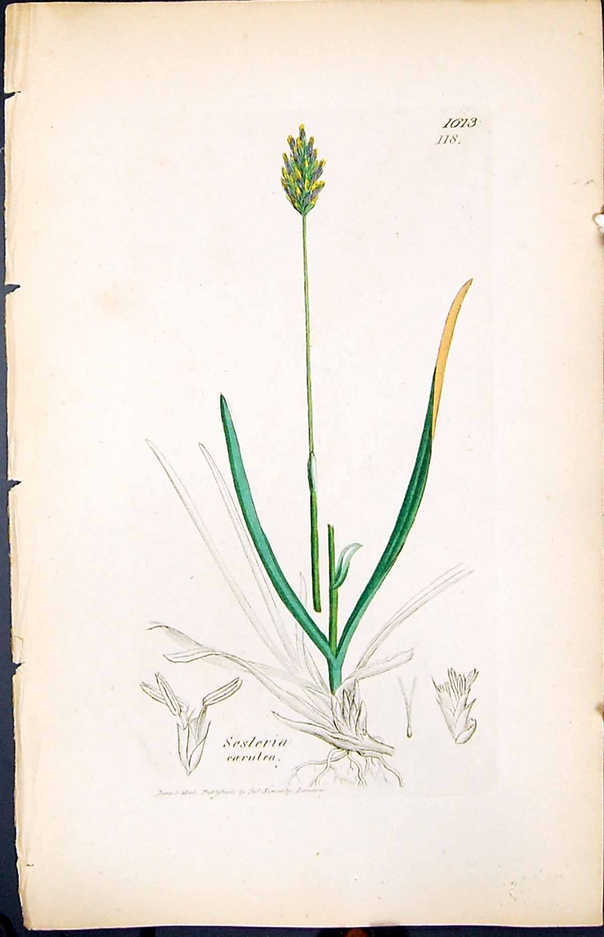 Antique Old Print Sesleria Coerulea Smith Sowerby 1847 British Plants Botany