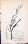 Antique Old Print Glyceria Fluitans Smith Sowerby 1847 British Plants Botany