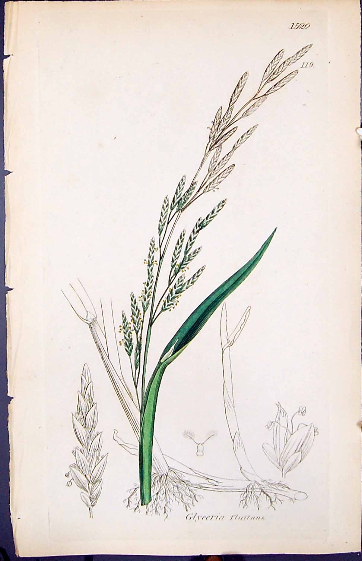 Antique Old Print Glyceria Fluitans Smith Sowerby 1847 British Plants Botany