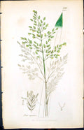 Antique Print Poa Aquatiea Colour Smith Sowerby 1847 British Plants Botany 19th