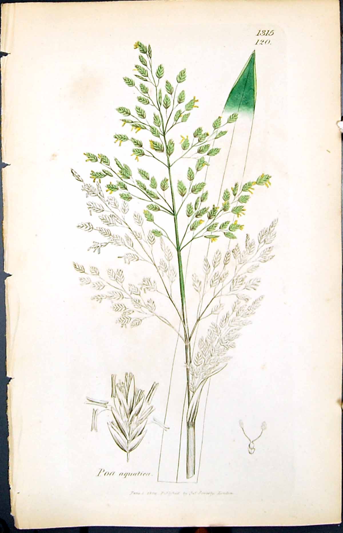 Antique Print Poa Aquatiea Colour Smith Sowerby 1847 British Plants Botany 19th