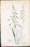 Antique Old Print Poa Distans Colour Smith Sowerby 1847 British Plants Botany