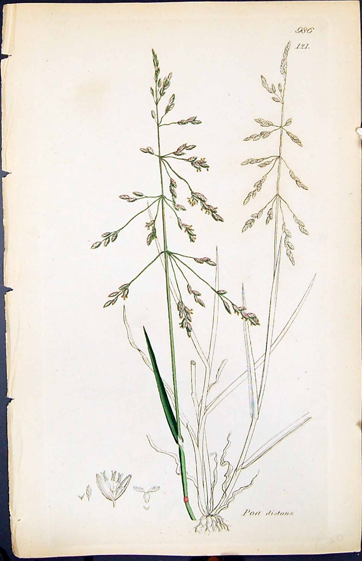 Antique Old Print Poa Distans Colour Smith Sowerby 1847 British Plants Botany