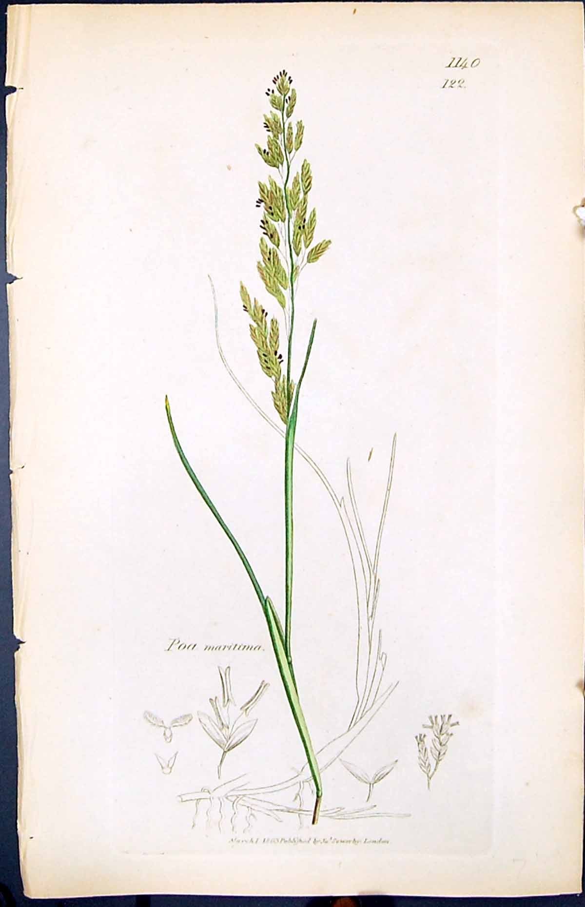 Antique Print Poa Maritima Colour Smith Sowerby 1847 British Plants Botany 19th